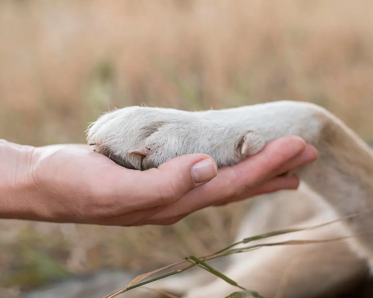 Una persona sostiene con cariño la pata de su perro